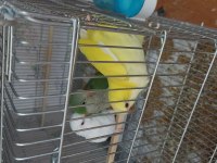 Sarı Beyaz Ve Yeşil Monklar 4 Aylık Full Evcil
