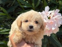 MALTİPOO MINIK MI MINIKLER