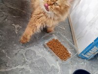 British longhair ücretsiz sahiplendirme
