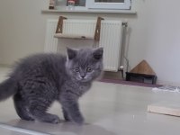 Sahiplendirme british shorthair