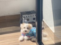 5 aylık maltipoo yavru