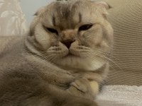 Scottish Fold 10 Aylık Tokyoya Eş İlanıdır