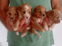 Badem şekerleri maltipoo
