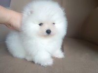 Pomeranian Boo iki aylık erkek köpeğimiz