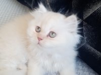 Erkek Saf Kanlı British Longhair 62 Günlük