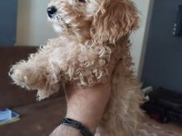 Harika Toy poodle iki aylık
