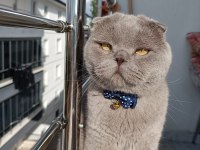 Scottish fold Doby miz 3 yaşında erkek