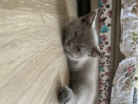 2 MAYIS DOĞUMLU British shorthair erkek