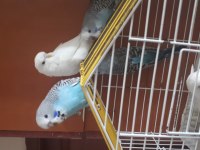 Jumbo mavi erkek beyaz dişi muhabbet kuşumuz