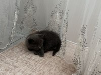 2 AYLIK BRİTİSH SHORTHAİR KEDİMİZ