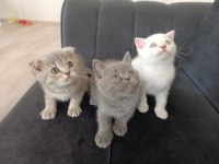 16 Günlük Pamuk Gibi Kediler Sahiplenmeyi Bekliyor