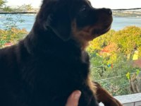 2.5 aylık safkan dişi rottweiler yavrum