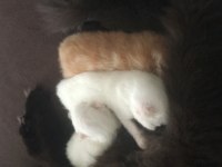 Yeni chinchilla kedisi bebişlerim