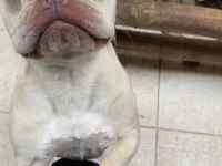 French bulldog oğlumuz lilac tan platinium