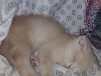 Safkan longhair kırık kulak renkli gözlü