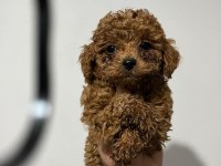 Toy poodle yavrular