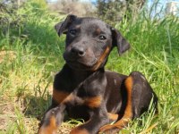 Anne baba şecereli King Doberman Yavrum
