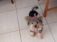 Yorkshire terrier köpeğimi sahiplendirmek istiyorum