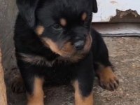 Rottweiler Yavrularımız 2 Aylık