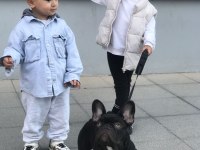 10 aylık erkek evde bakıldı harika anatomi french bulldog