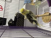 9 Aylık Erkek Pied Sultan Papağanı