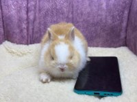 CÜCE NETHERLAND DWARF TAVŞANLAR