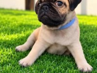Irk Ve Sağlık Garantili Pug Köpeği