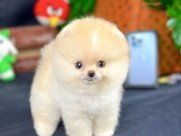 Yavru Patiler Farkı ile Teddy Bear Yavrularımız