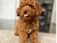 Toy Poodle Yavrusu