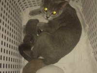 Sağlıklı british shorthair yavrular