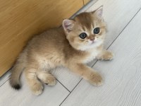 65 GÜNLÜK BRİTİSH SHORTHAİR GOLDEN YAVRUSU