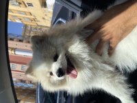 Pomeranian Erkek Uysal 1 Yaşında