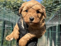 Kaliteli Poodle Detaylı Bilgi İçin Arayın