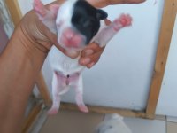 French bulldog yavrularımız
