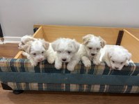 Maltese bebekler