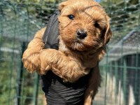 Köpeğimiz Hakkında Detaylı Bilgi İçin Arayın