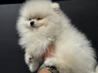 Petmode köpek çiftliğinden pomeranian boo