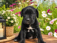 CANE CORSO ÖZEL SİYAH BRİNDLE RENK ERKEK YAVRU