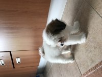 Shih tzu aslan