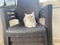 Ücretsiz Sahiplendirilecek British Shorthair