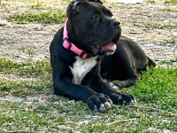 Şecereli anne babadan üst düzey cane corso yavrum