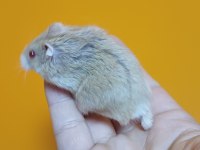 Yavru Hamster Gonzales
