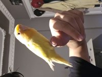 Full artı full evcil oyuncu sevda papağanı