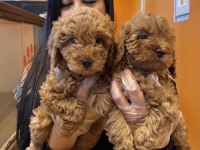Sağlık ve ırk garantili toy poodle yavrularım