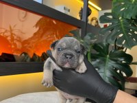 RENGARENK FRENCH BULLDOG YAVRULARIM REZERVEYE AÇIK
