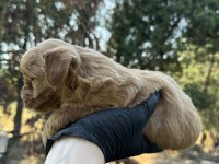 En kaliteli maltipoo yavruları