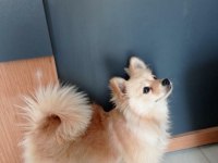Pomeranian Boo Acil
