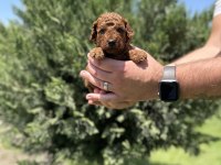 GERÇEK TOY POODLE YAVRULAR