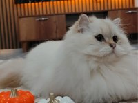 British longhair kedimiz yeni yuvasını arıyor