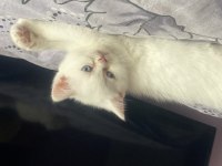 Tatlı yumurcaklar scottish fold